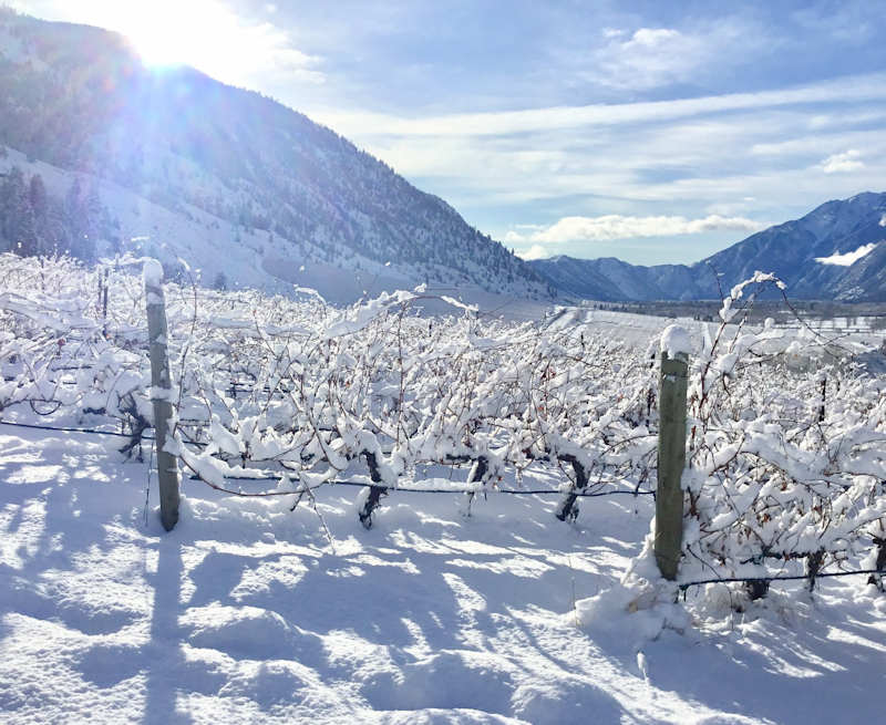 Vanessa Vineyards BC